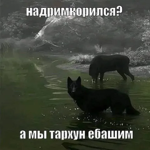 Надримкорился, а мы тархун ебашим
