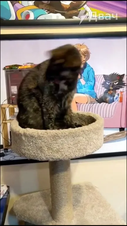 Кот танцует на когтеточке