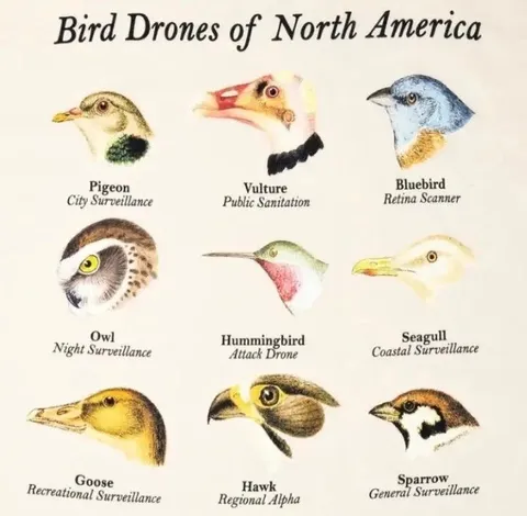 Bird Drones of North America