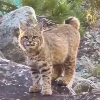 Дикий кот на камне