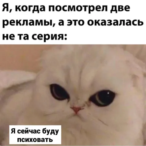 Кот после неправильной серии
