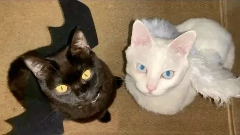 Чёрный и белый коты