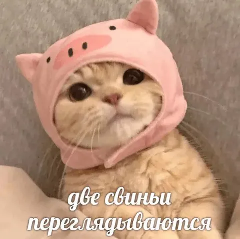 Где свиньи переглядываются