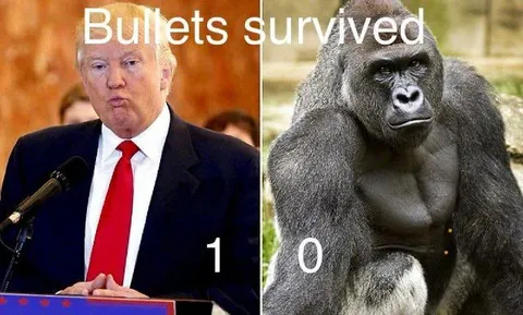 Bullets Survived Trump Gorilla