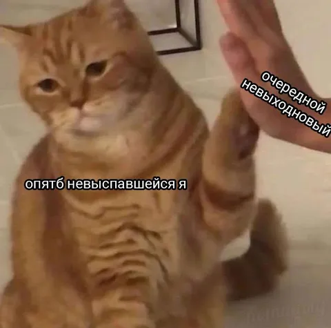 Кот снова не выспался