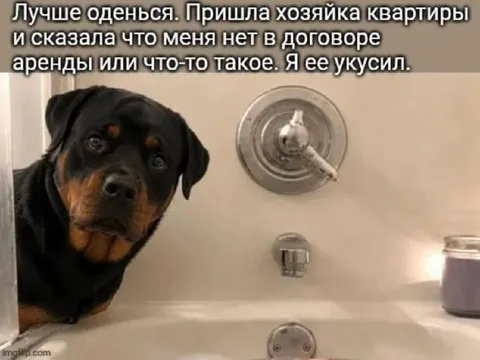 Собака без договора аренды