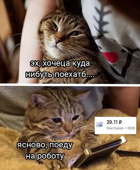 Кот мечтает о поездке, но снова на работу
