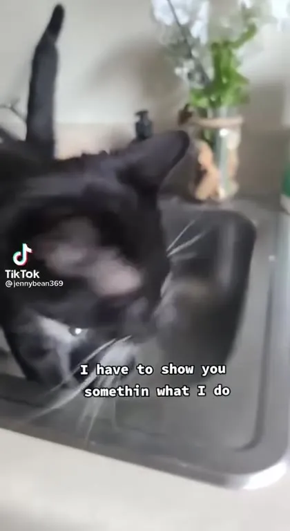 Cat Shows Her Sticker Collection