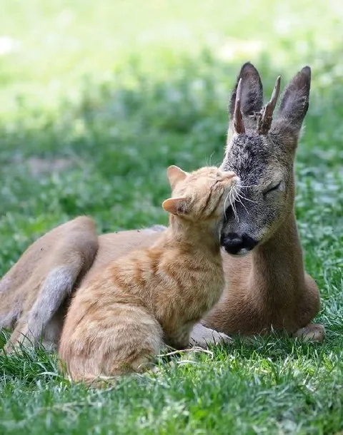 Кот обнимает оленя
