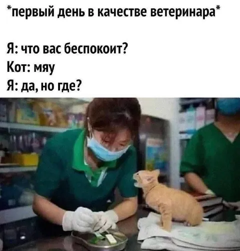 Первый день ветеринара и кот