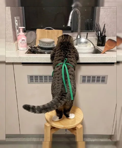 猫咪洗碗进行中