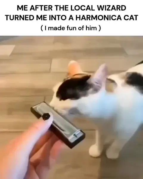 Harmonica Cat Transformation