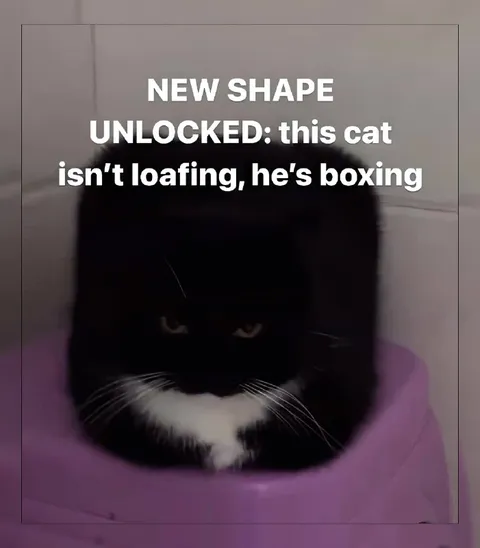 Cat Boxing Instead of Loafing