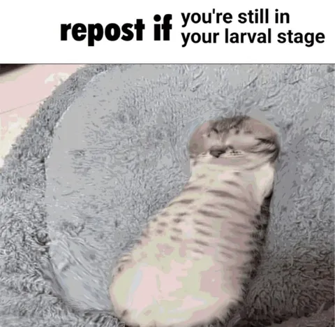 Repost If You're Still Larval