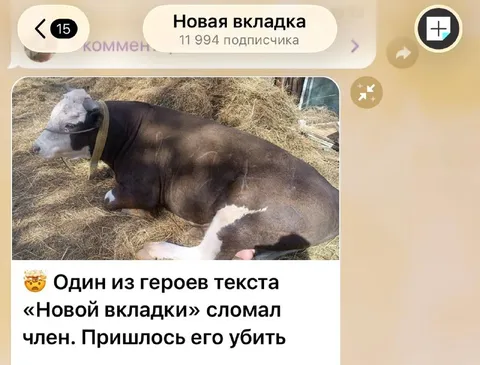Бык сломал член