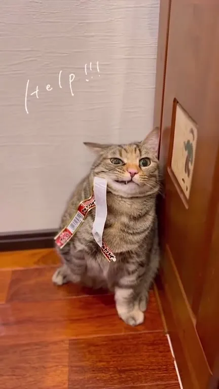 Кот зовёт на помощь