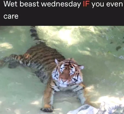 Wet Beast Wednesday Tiger