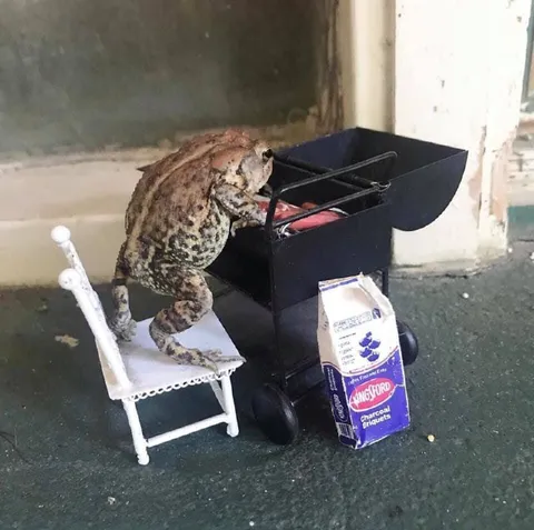 Frog Wants to Grill
