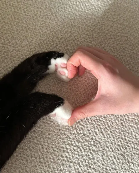 Котик показывает любовь лапками