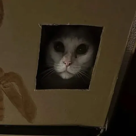Кот смотрит из коробки
