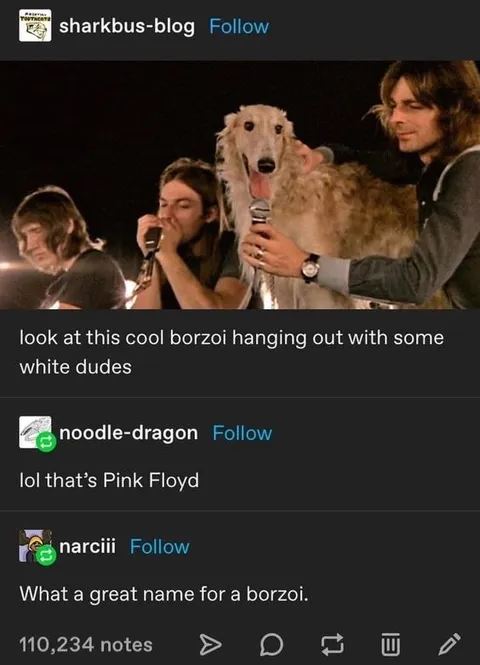 Borzoi Hangs Out with Pink Floyd