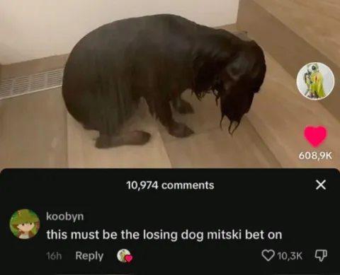 Mitski's Losing Dog Bet