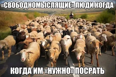 Свободномыслящие люди и овцы