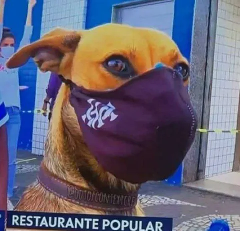 Perro en restaurante popular