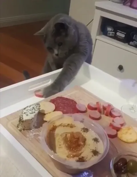 Кот крадёт колбасу под музыку