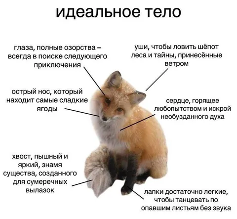 Идеальное тело лисёнка