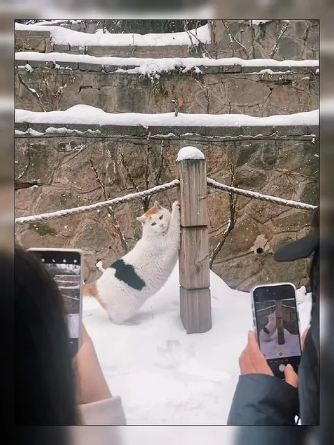 Кот в снегу как экспонат