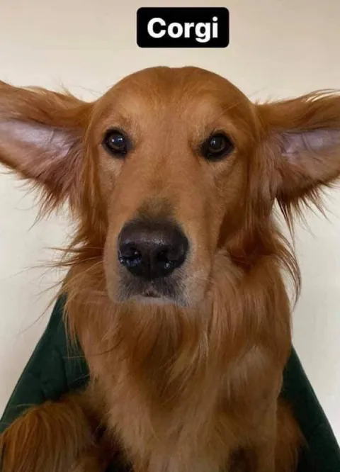Dog Labeled Corgi