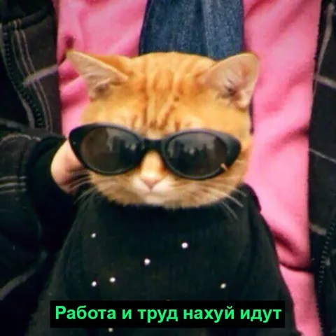 Кот в очках посылает работу