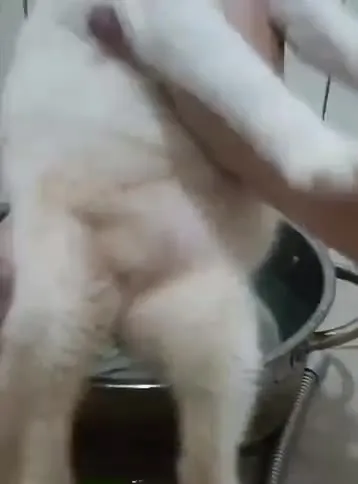 Кот принимает ванну в кастрюле