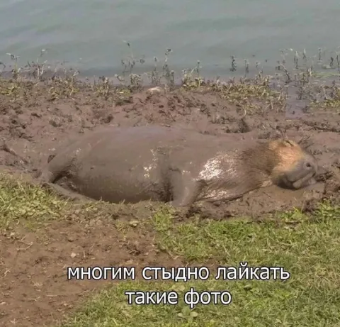 Многим стыдно лайкать такие фото