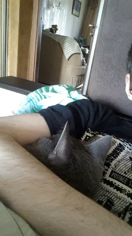 Кот уютно устроился на хозяине