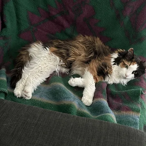 Мокрый уставший кот