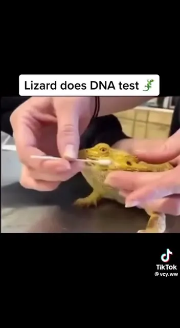 Lizard Discovers Its Ancestry