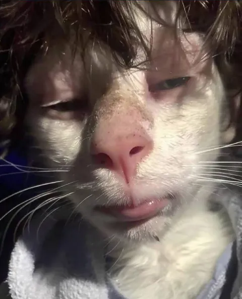Кот с человеческим лицом