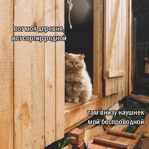 Кот у родного сортира