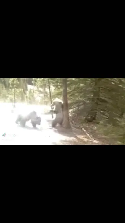 Медведи устроили драку у дерева
