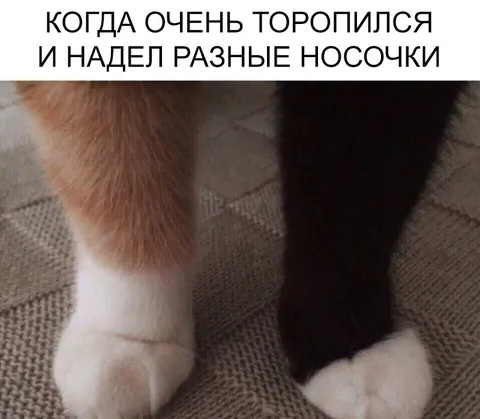 Разные носочки у кота