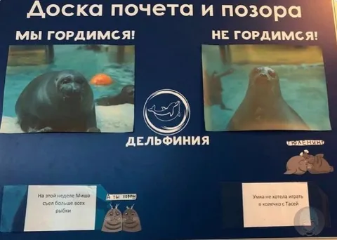 Доска почета и позора дельфиния