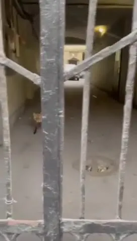 Лиса у ворот во дворе