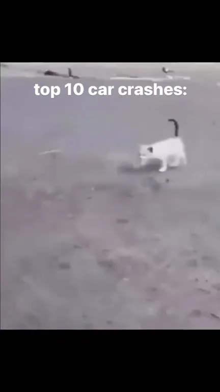 Top 10 Cat Crashes