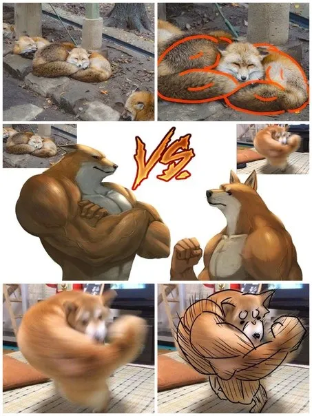 Curled Cat vs Fox
