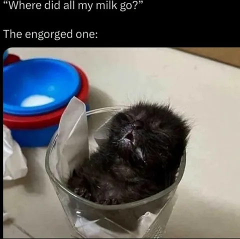 The Engorged Kitten Milk Mystery