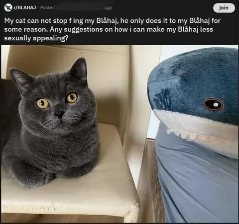 Cat Makes Blåhaj Less Sexually Appealing