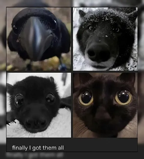 Finally Got Them All
