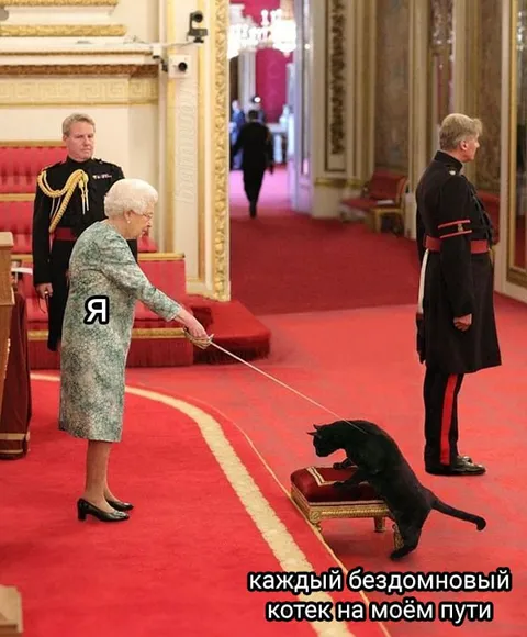 Королева гладит каждого котика